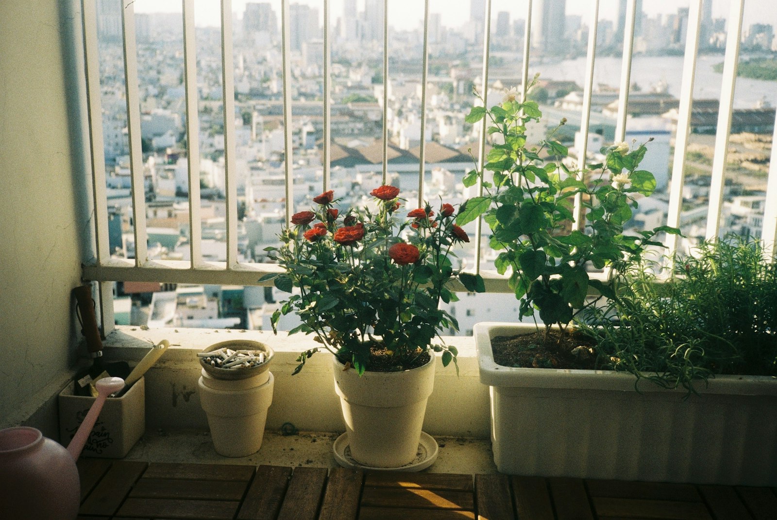 Potted plants catching the light beside a balcony railing with the city beyond