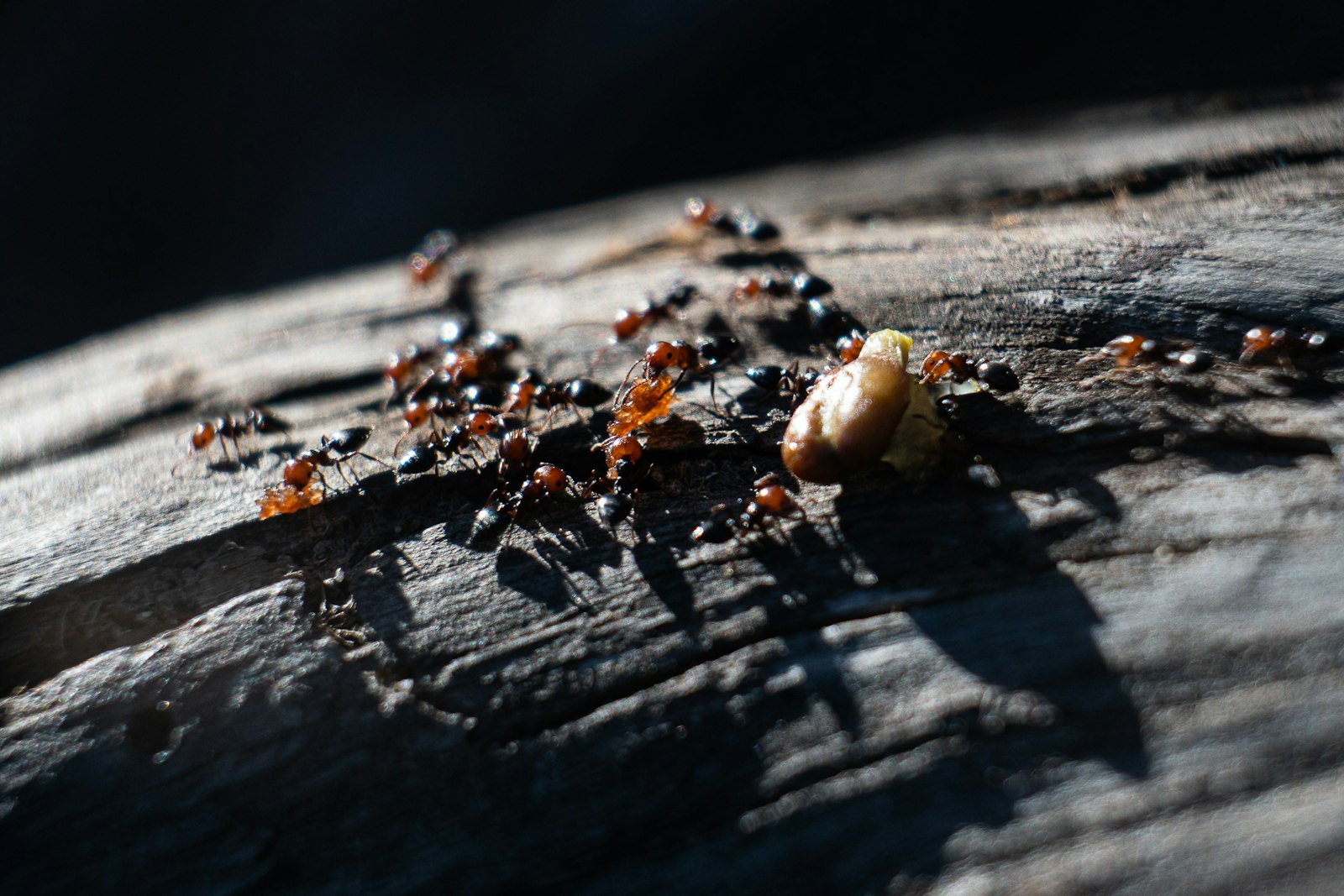 Close-up of a trail of ants carrying food across a wooden surface