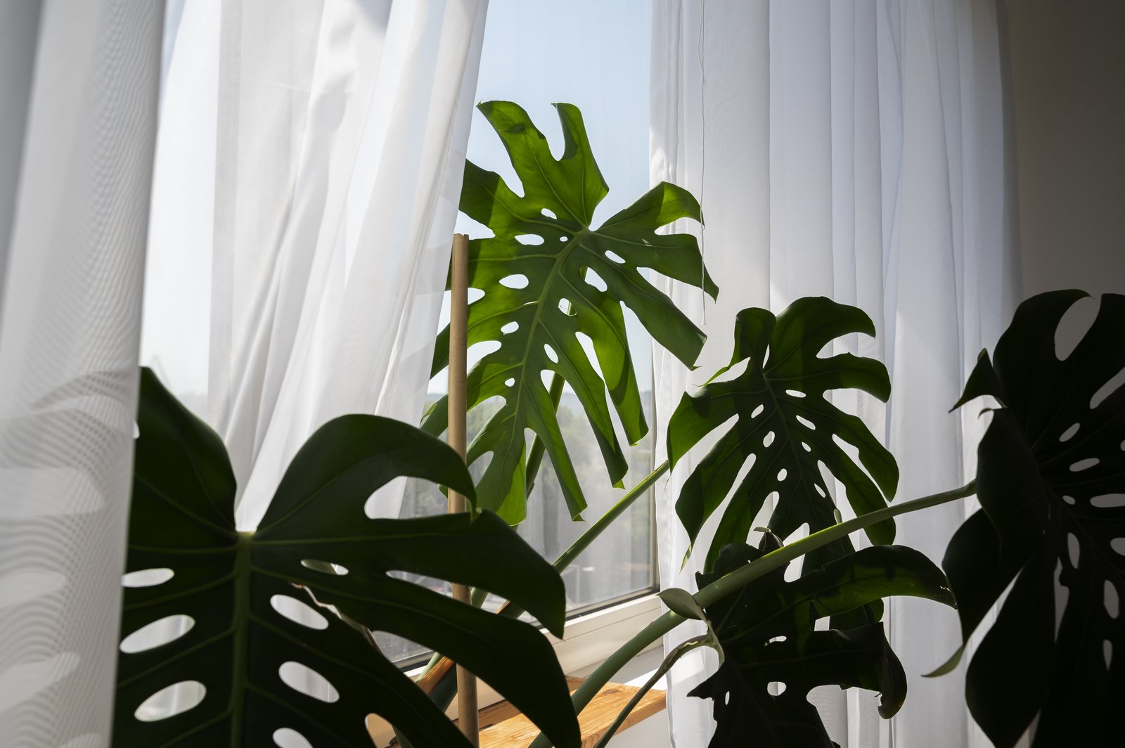 Monstera leaves silhouetted against a bright window with sheer white curtains