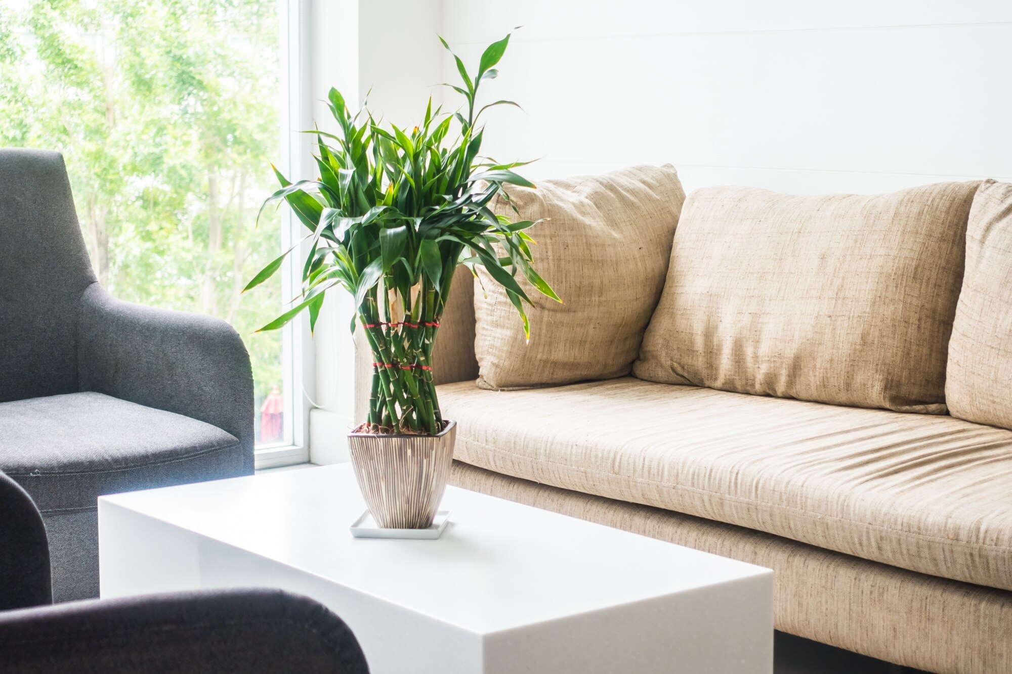 A quiet, sunlit living room with a linen sofa and a potted plant beside a bright window