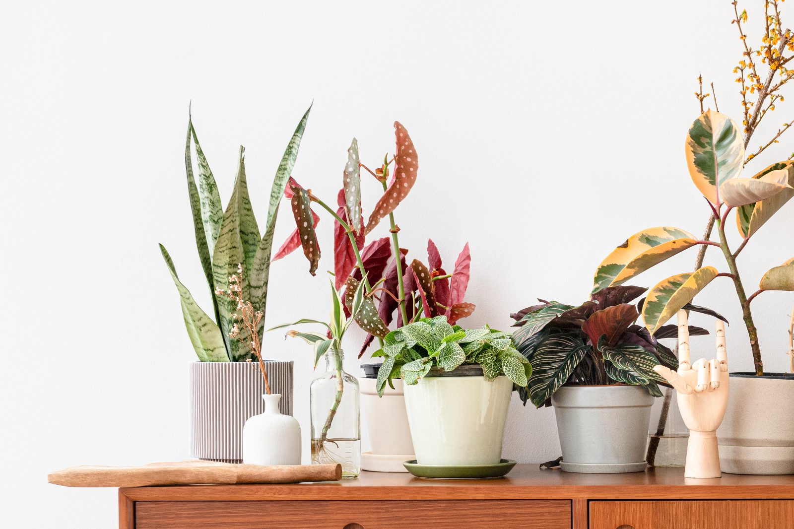 A row of potted houseplants in ceramic and glass pots arranged along a wooden sideboard against a plain wall