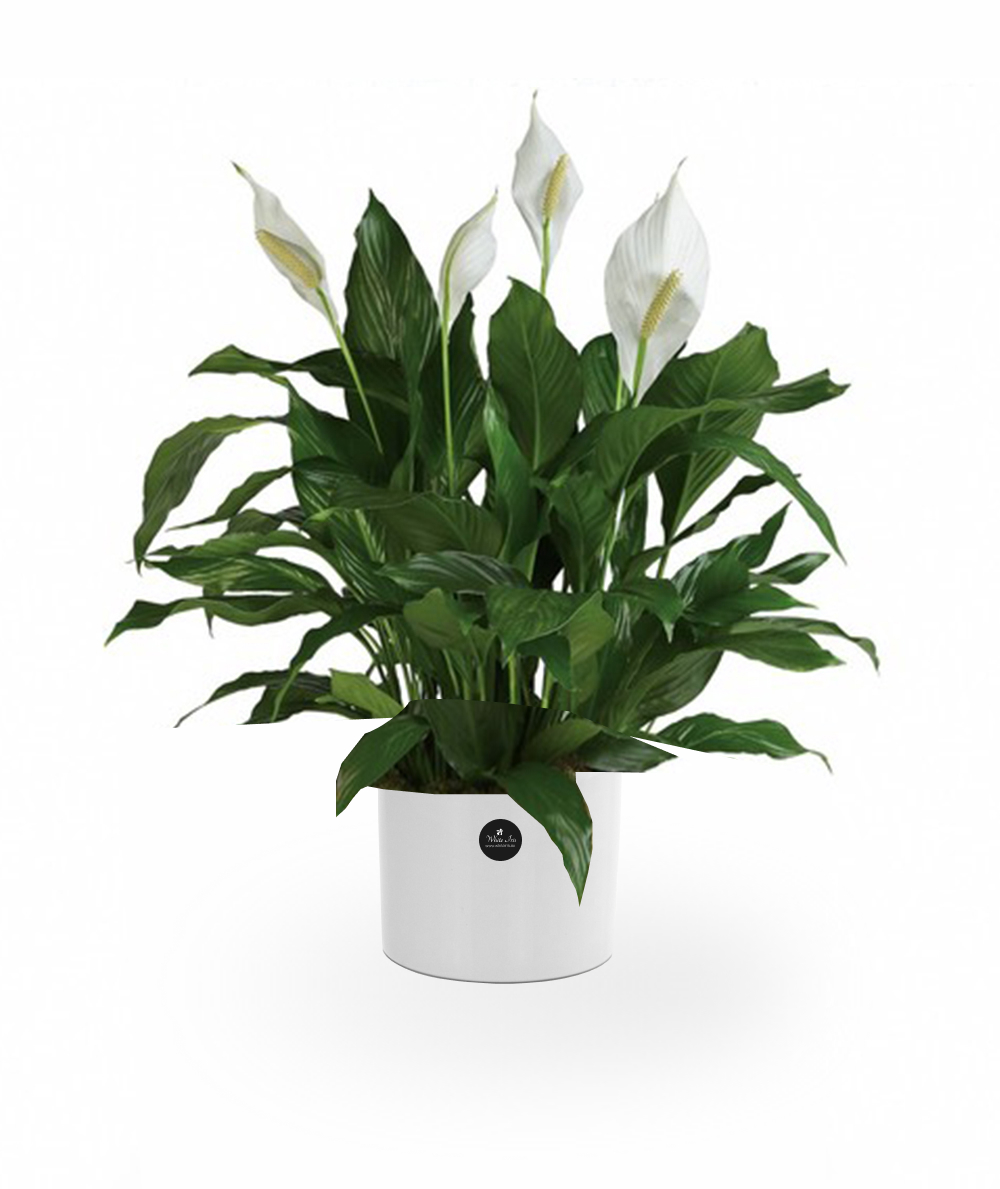 Peace Lily