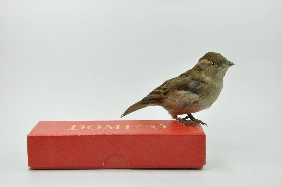 BIRDS: Een ode aan vogels en een kritische spiegel