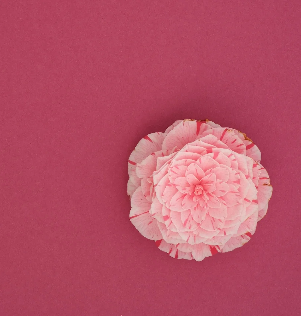 Пудровые, кремовые, жидкие: какой тип румян выбрать и для чего