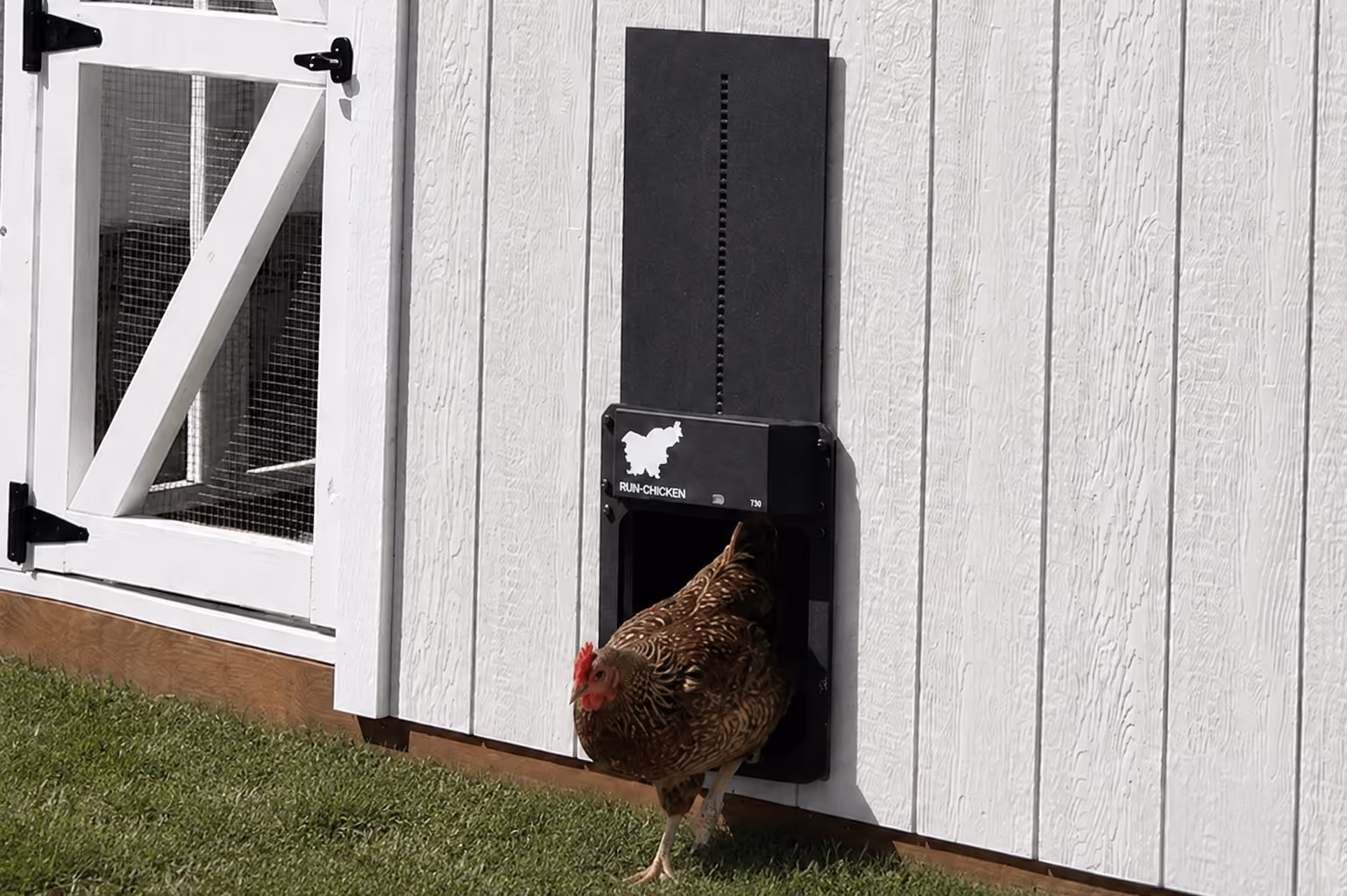 Chicken stepping through a Run Chicken automatic door installed on a white chicken coop.