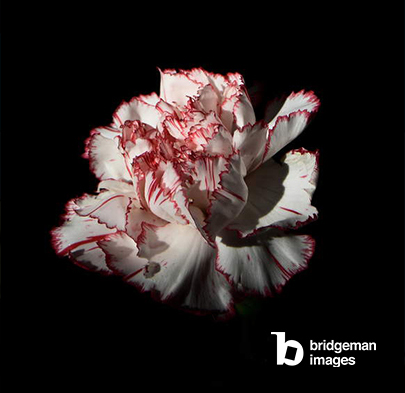 Hybrid, 2020, (photography)/ Private Collection / Courtesy of Expowall Gallery / © Domenico Carelli. All rights reserved 2022 / Bridgeman Images