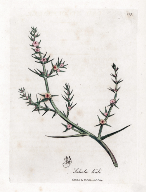 Soda brulee - Prickly saltwort, Kali turgida 