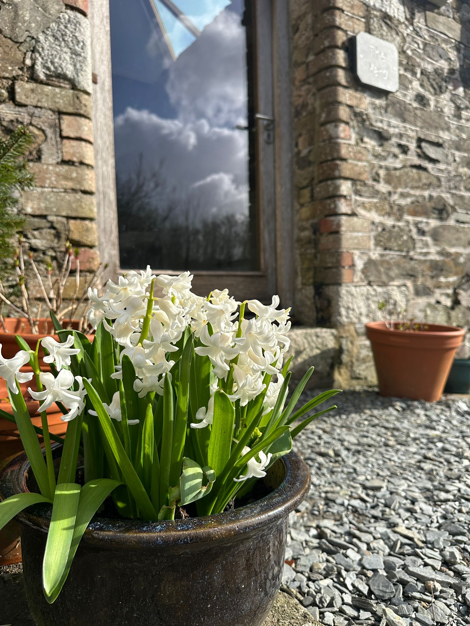 Spring at Borough Farm: Lambing, Blossom and Dartmoor at Its Best