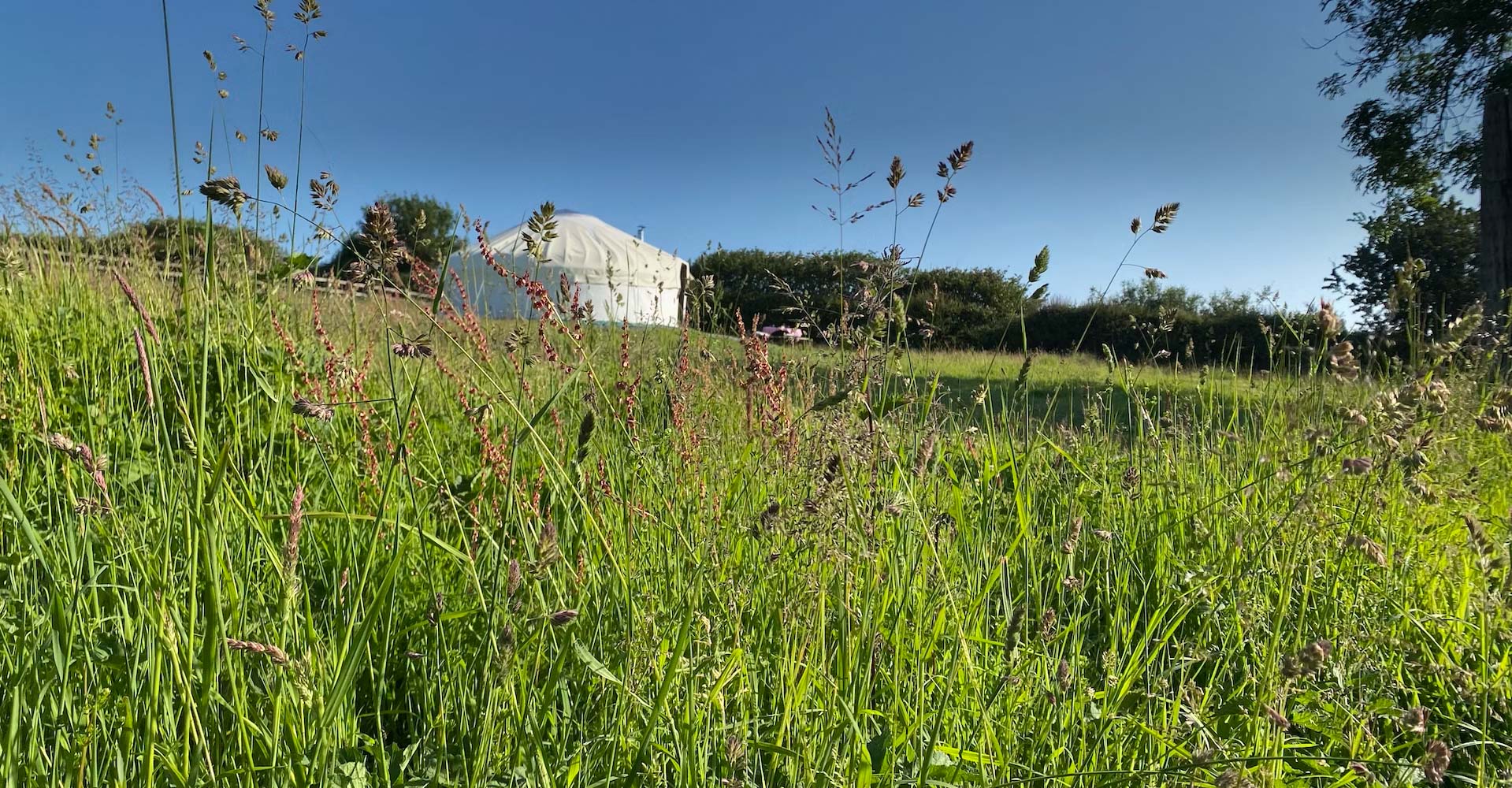 Great Links yurt at Borough Farm, Devon