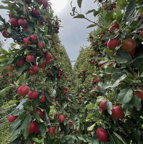 Apples going down the apple river in the packhouse