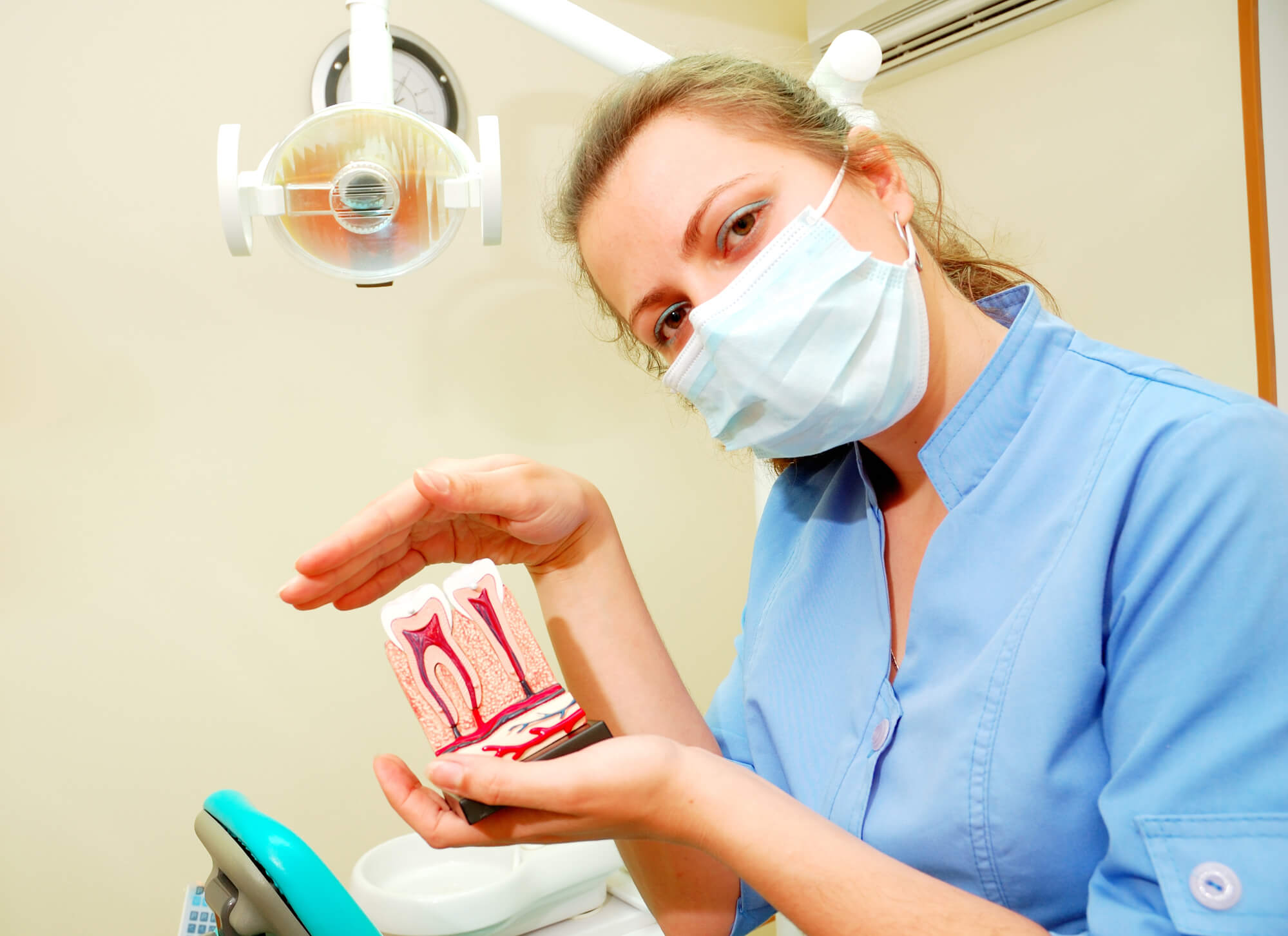 Dentist showing teeth model before Root Canal Pompano Beach