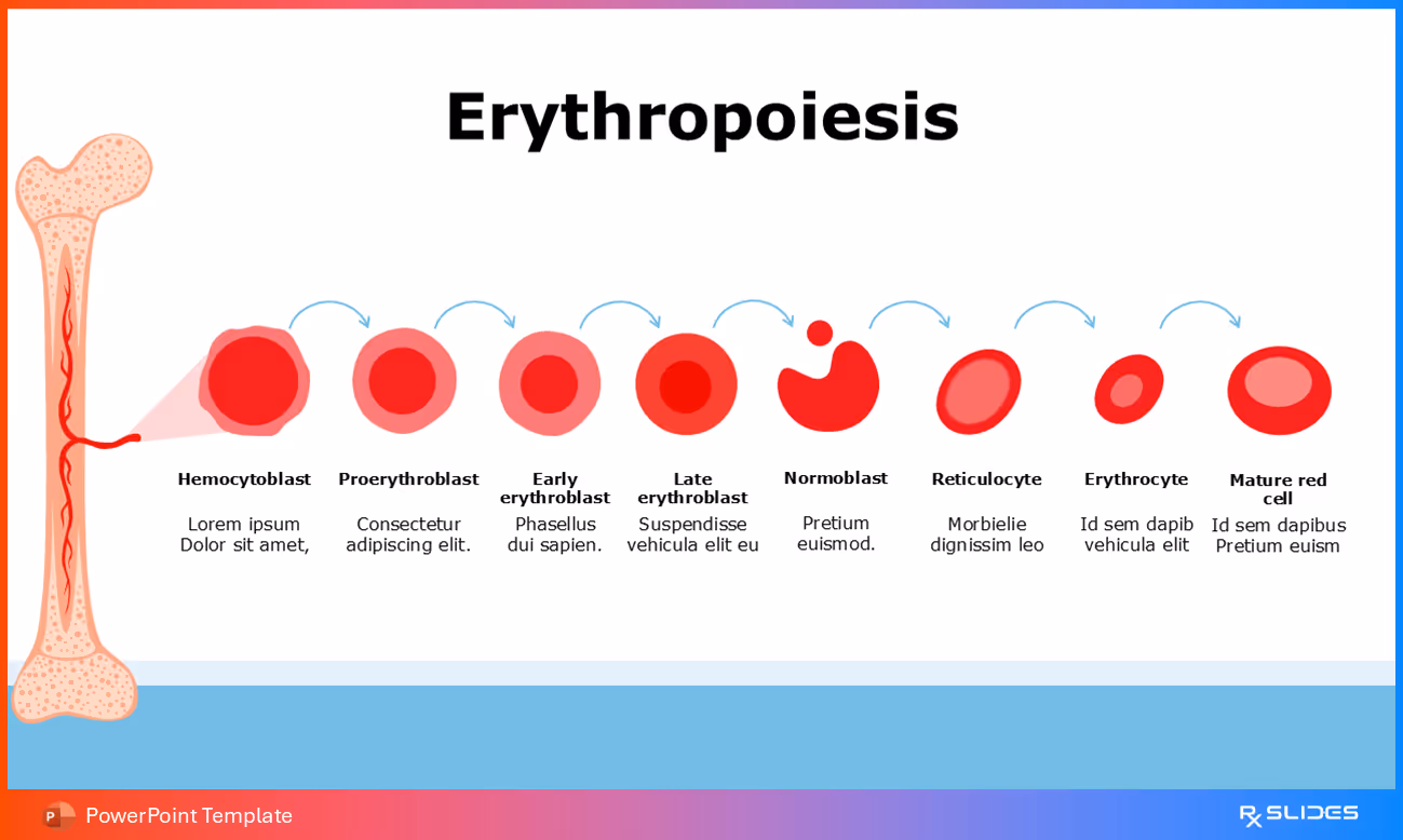 Erythropoiesis infographic