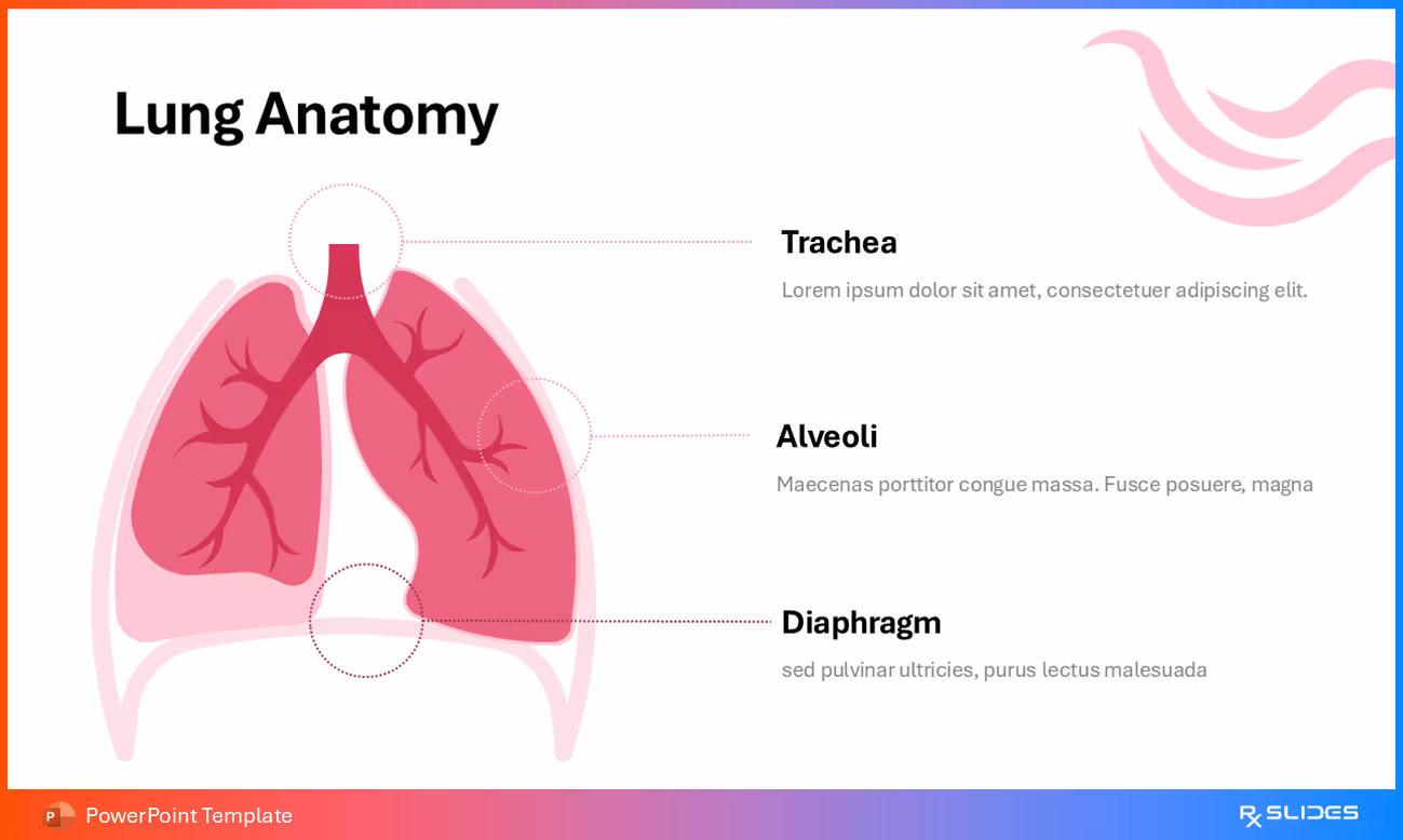 Lung Anatomy Animated PowerPoint Template