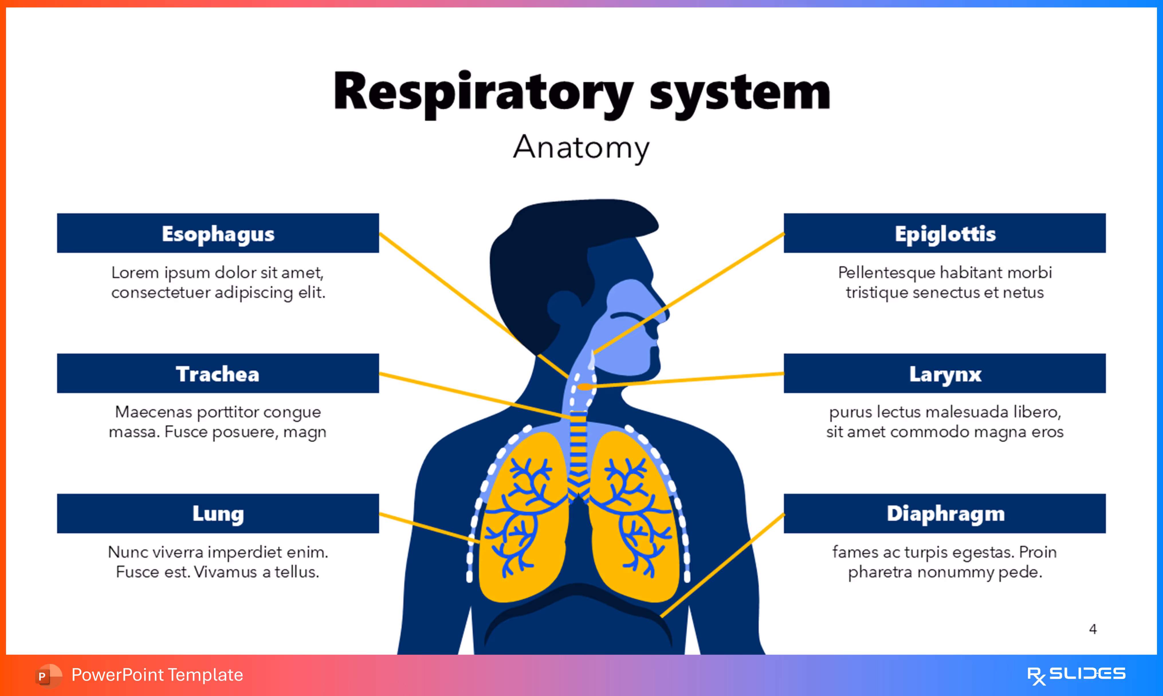 Lung Anatomy Section Slide animated