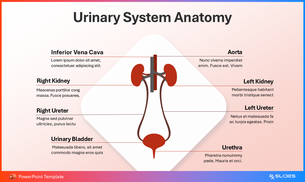 Urinary System Anatomy