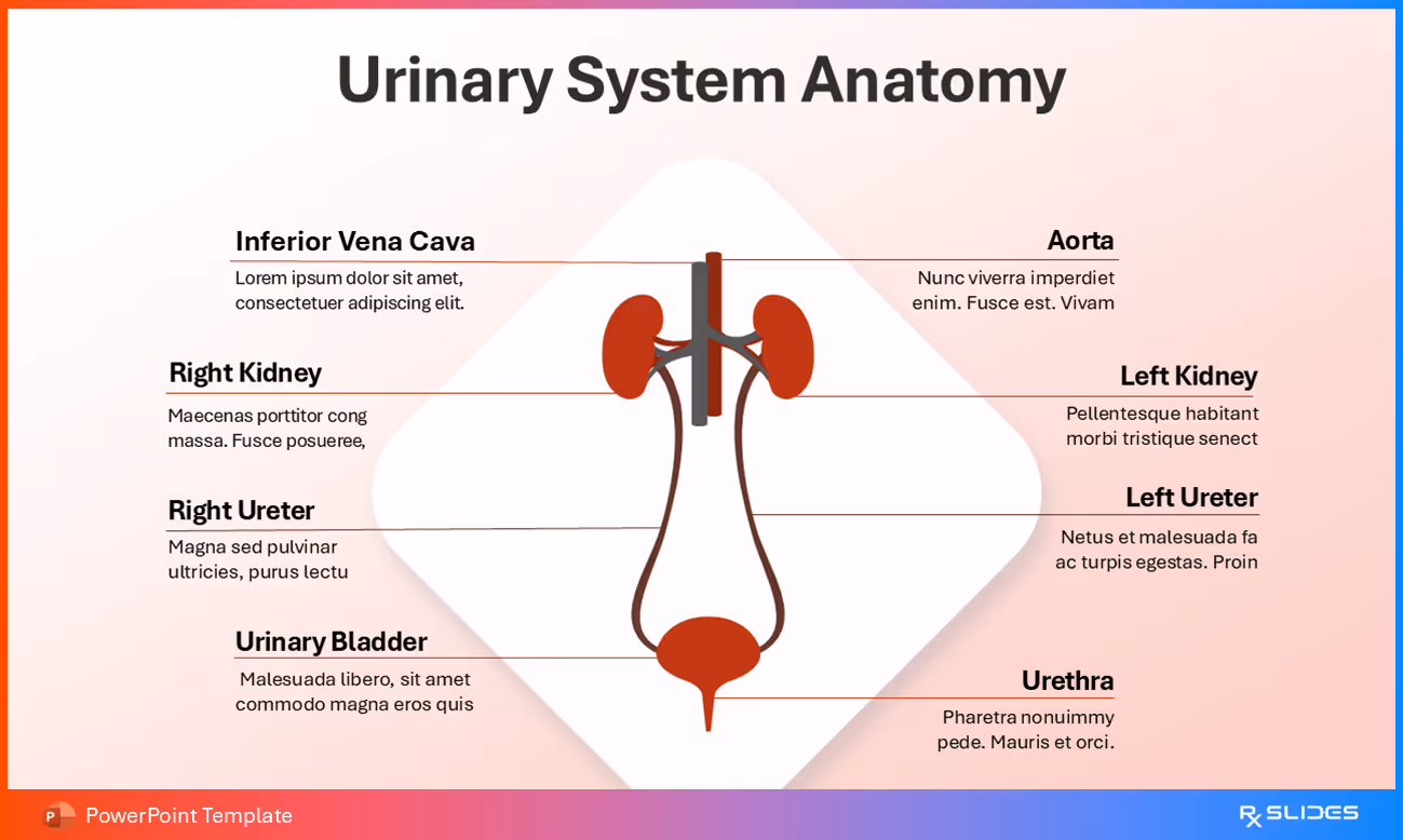 Urinary System Anatomy