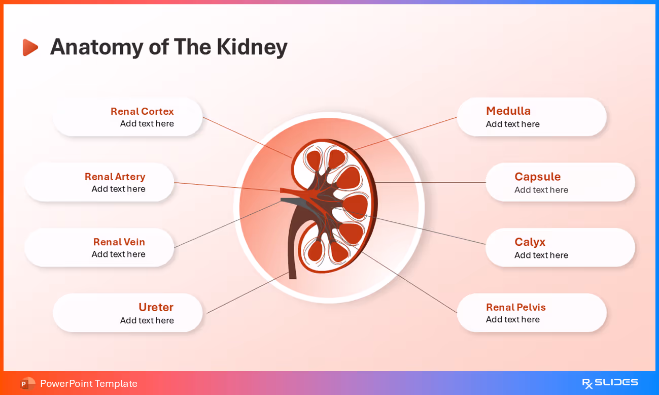 Anatomy of the Kidney