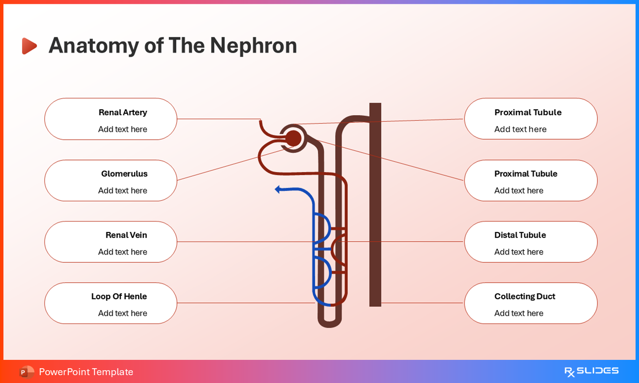 Animated Anatomy of the Nephron