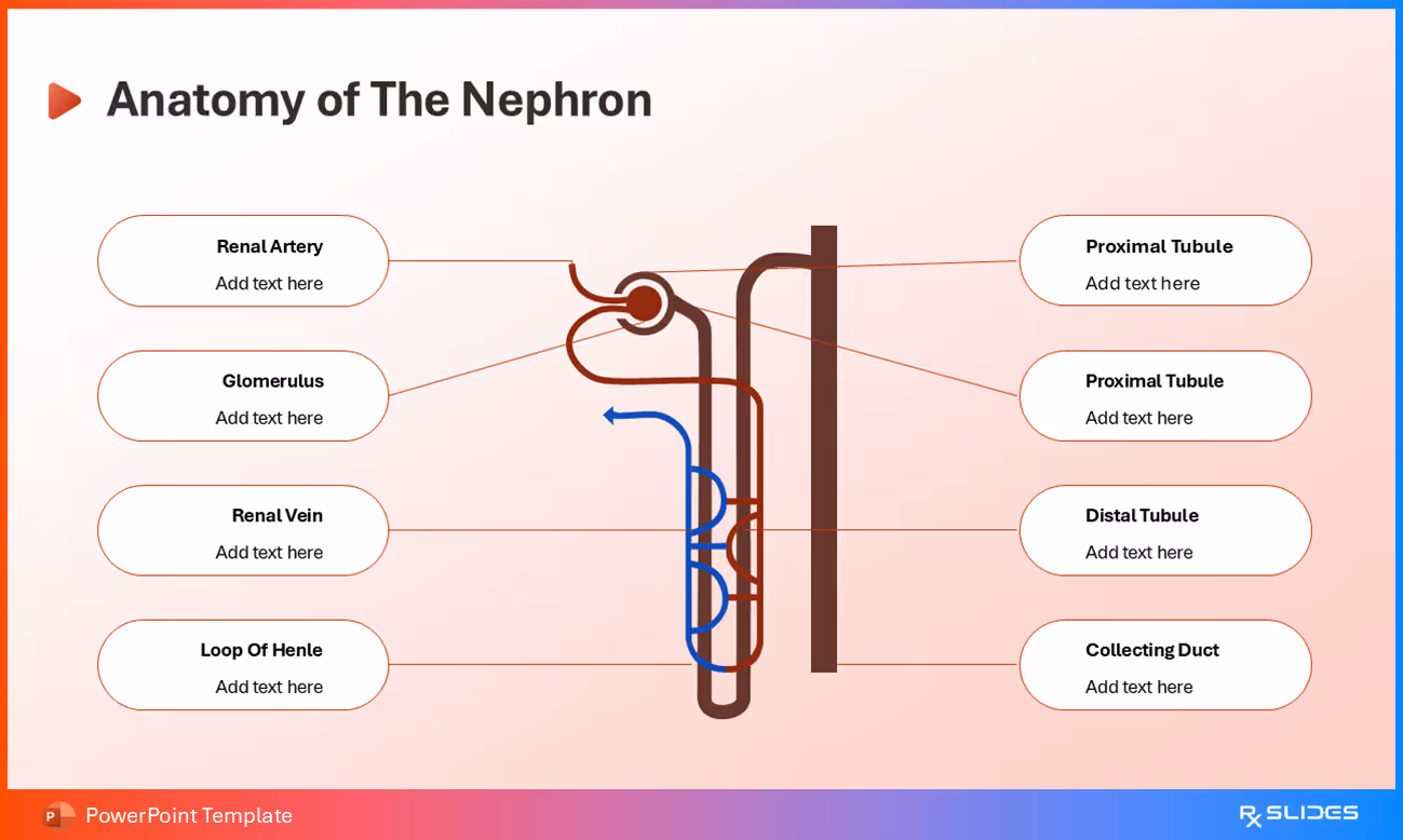 Animated Anatomy of the Nephron