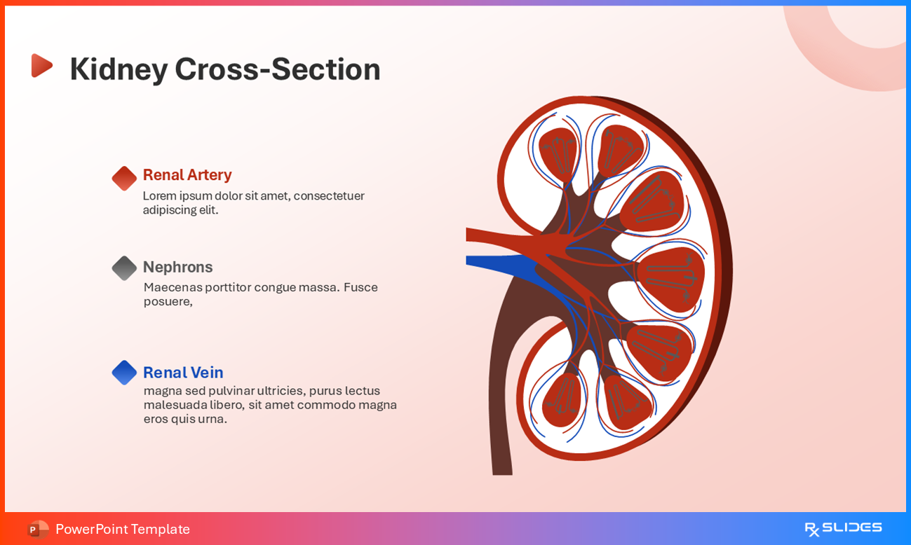 Cross-section of the Kidney