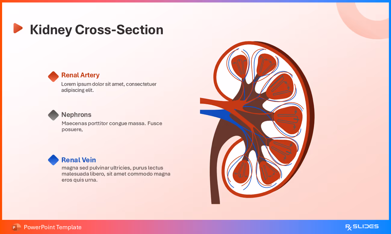 Cross-section of the Kidney