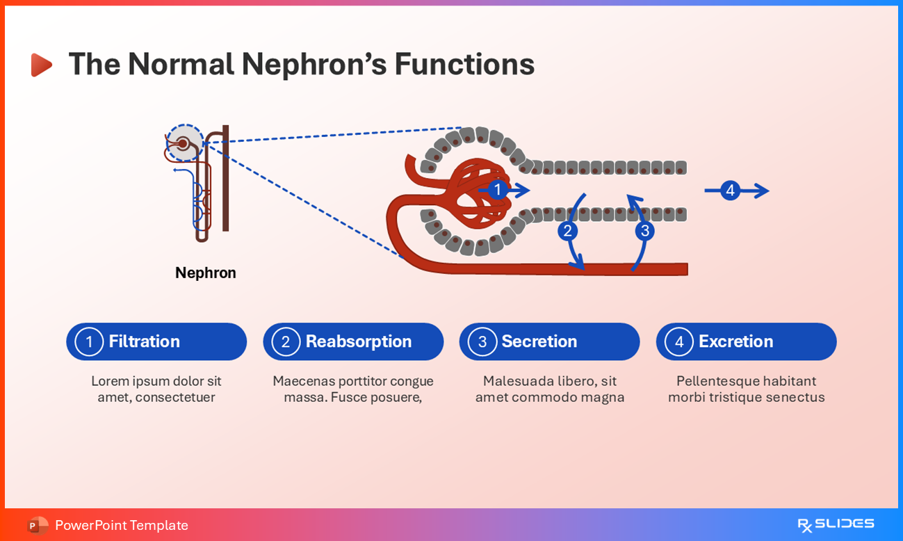 The Normal Nephron's Functions