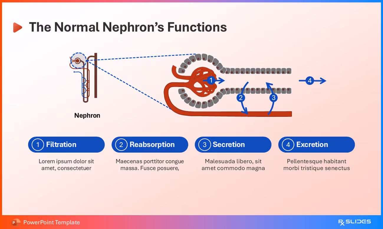 The Normal Nephron's Functions
