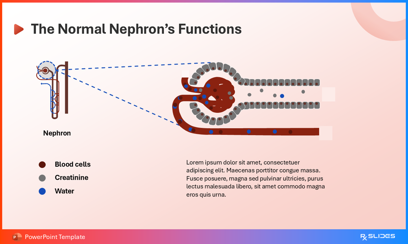 Detailed Overview of the Normal Nephron's Functions