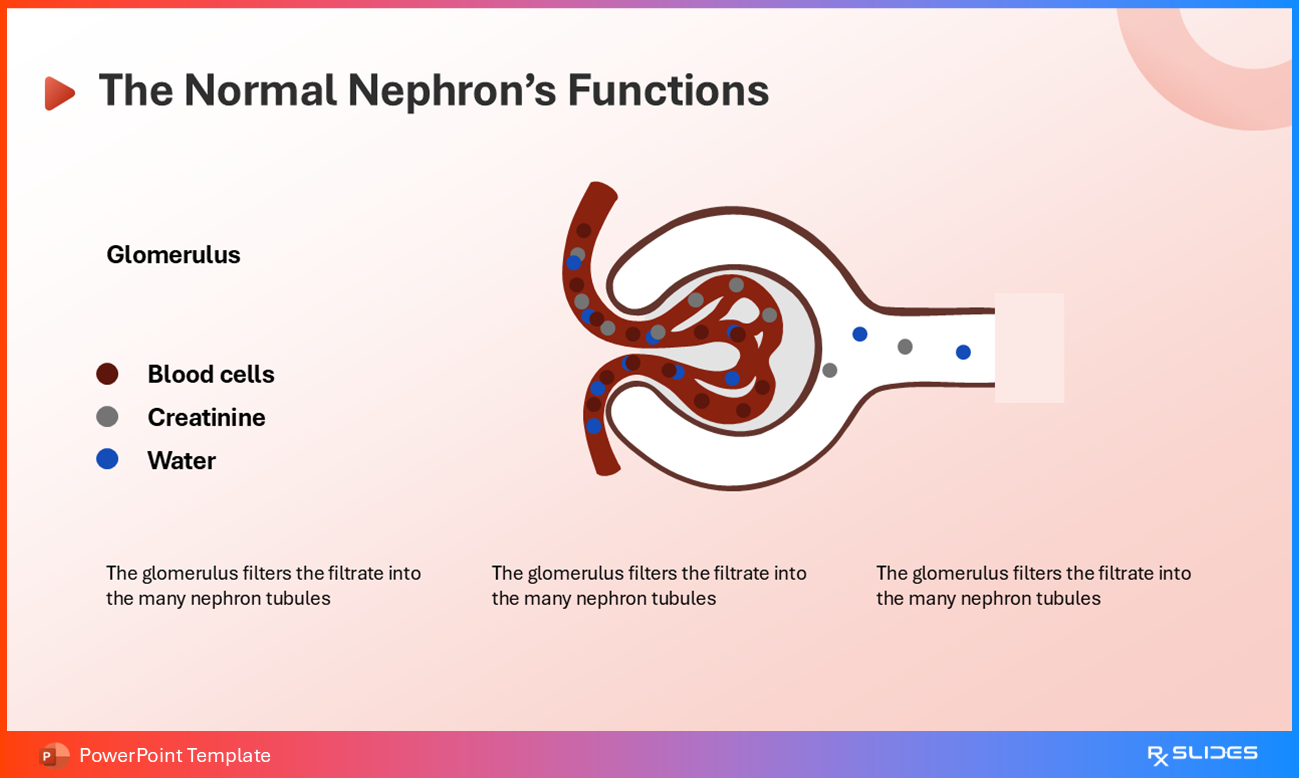 Nephron's Functions
