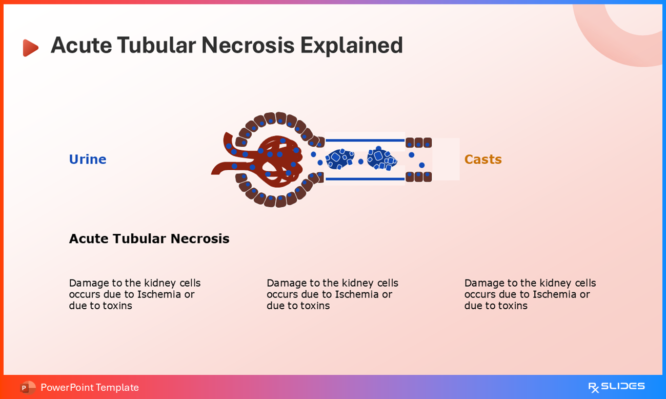 Acute Tubular Necrosis Explained