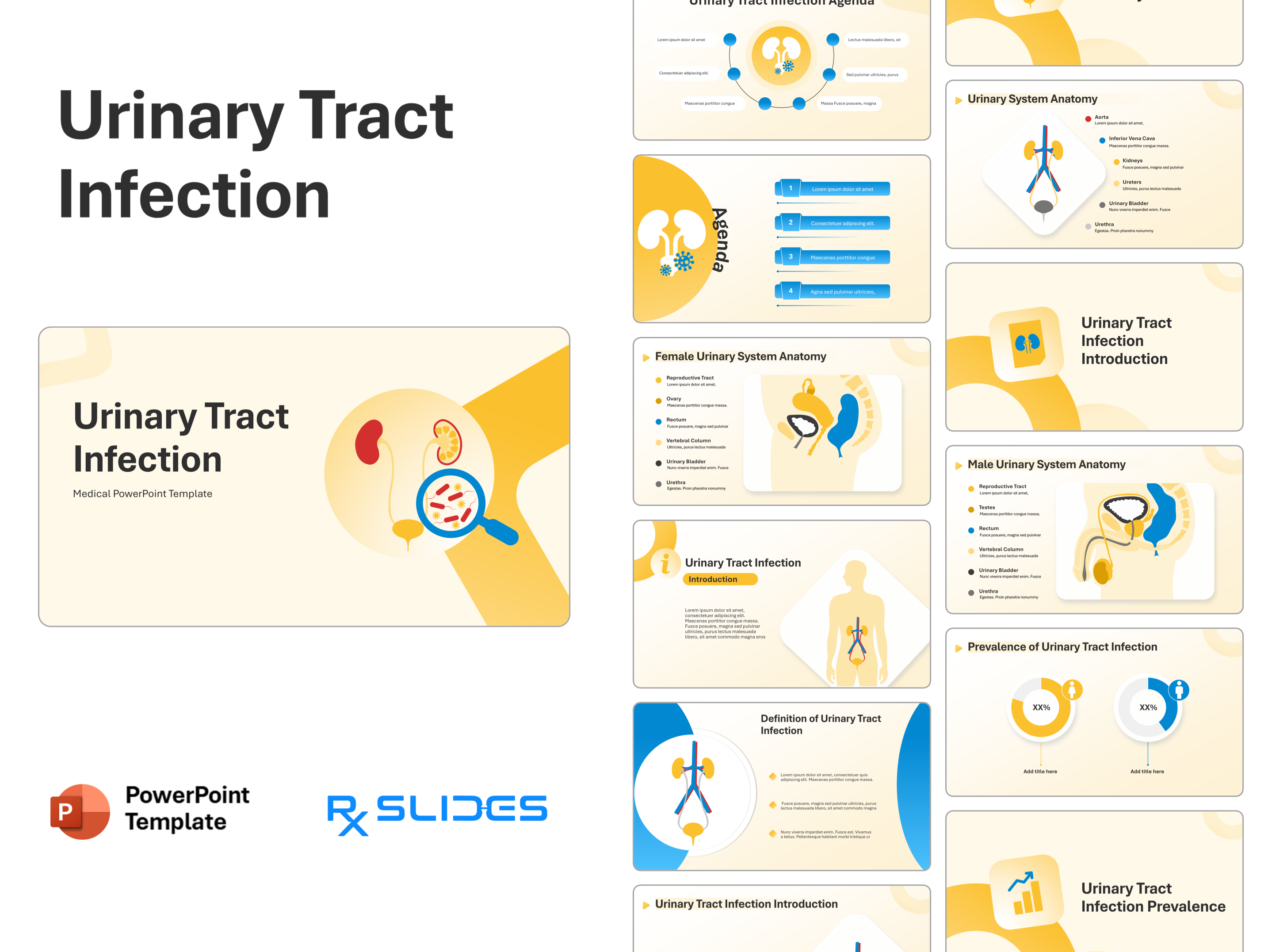 Urinary Tract Infections PowerPoint Template