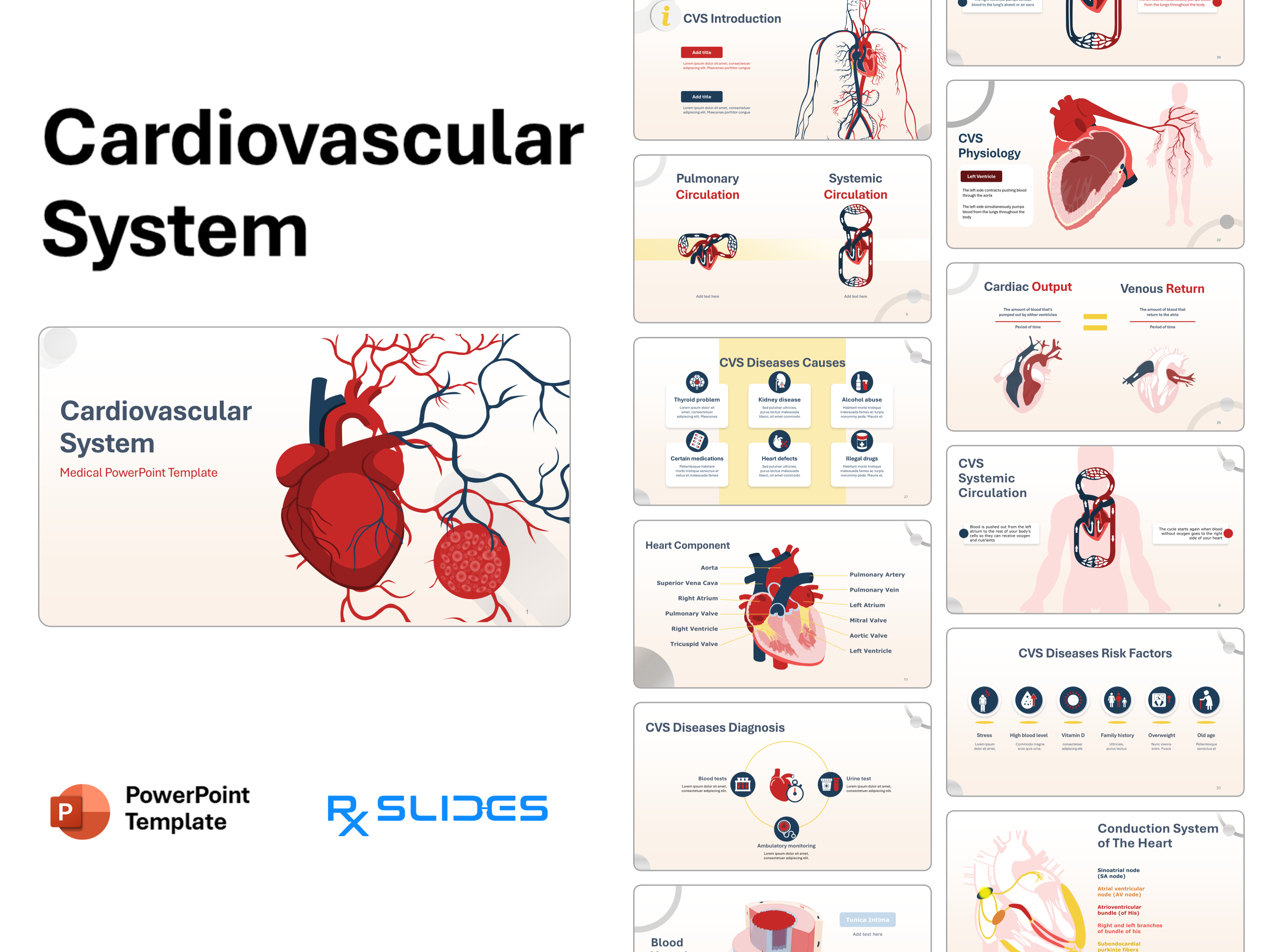 Cardiovascular anatomy & physiology PowerPoint Template