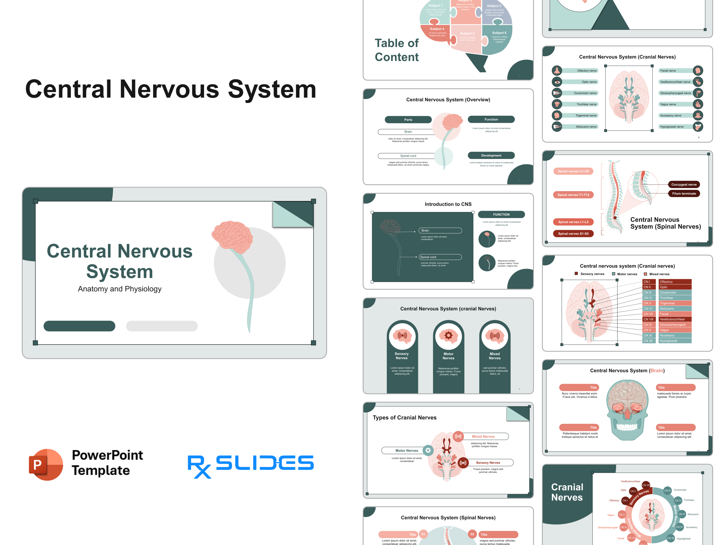 CNS anatomy and physiology PowerPoint Template