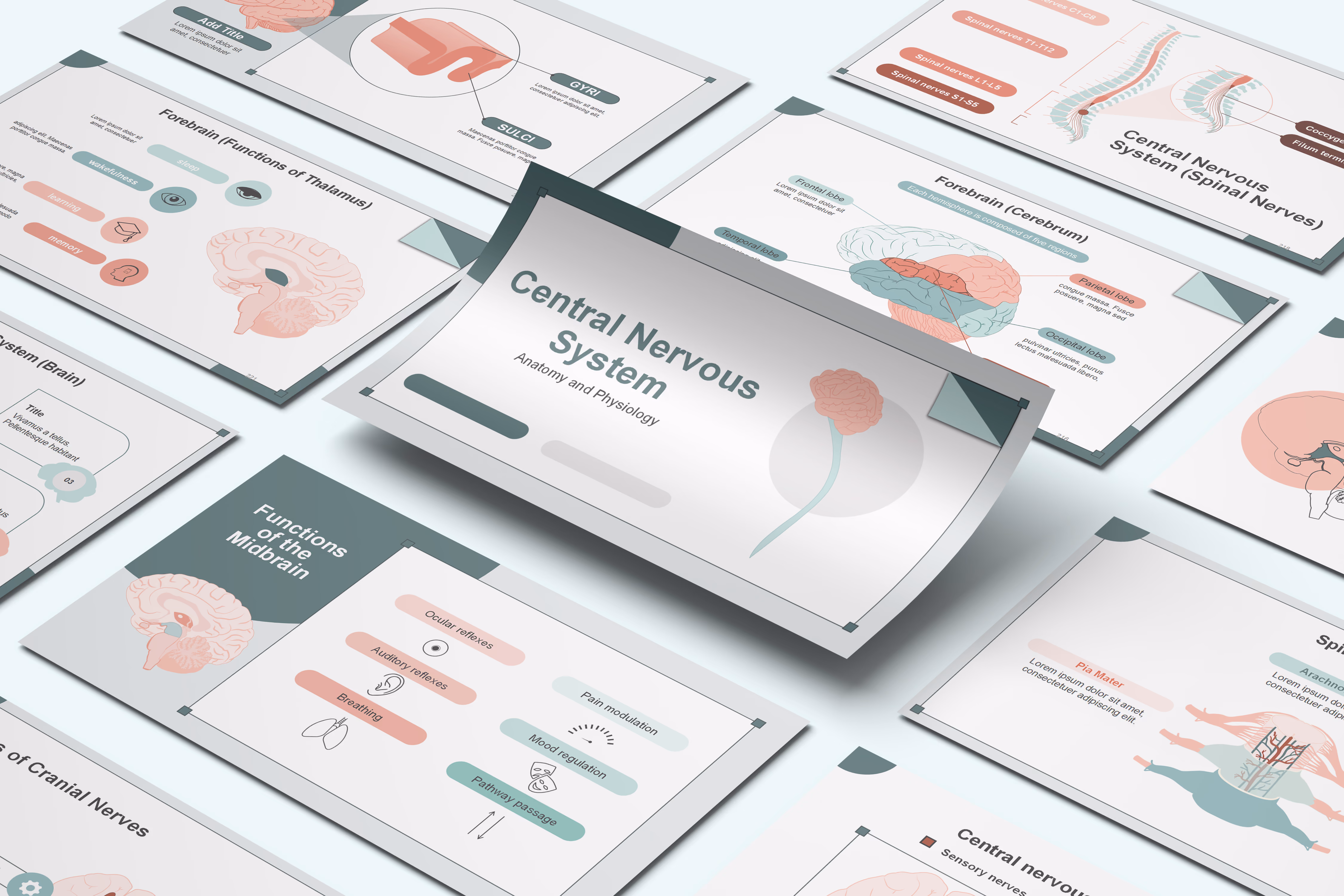 CNS anatomy and physiology PowerPoint Template