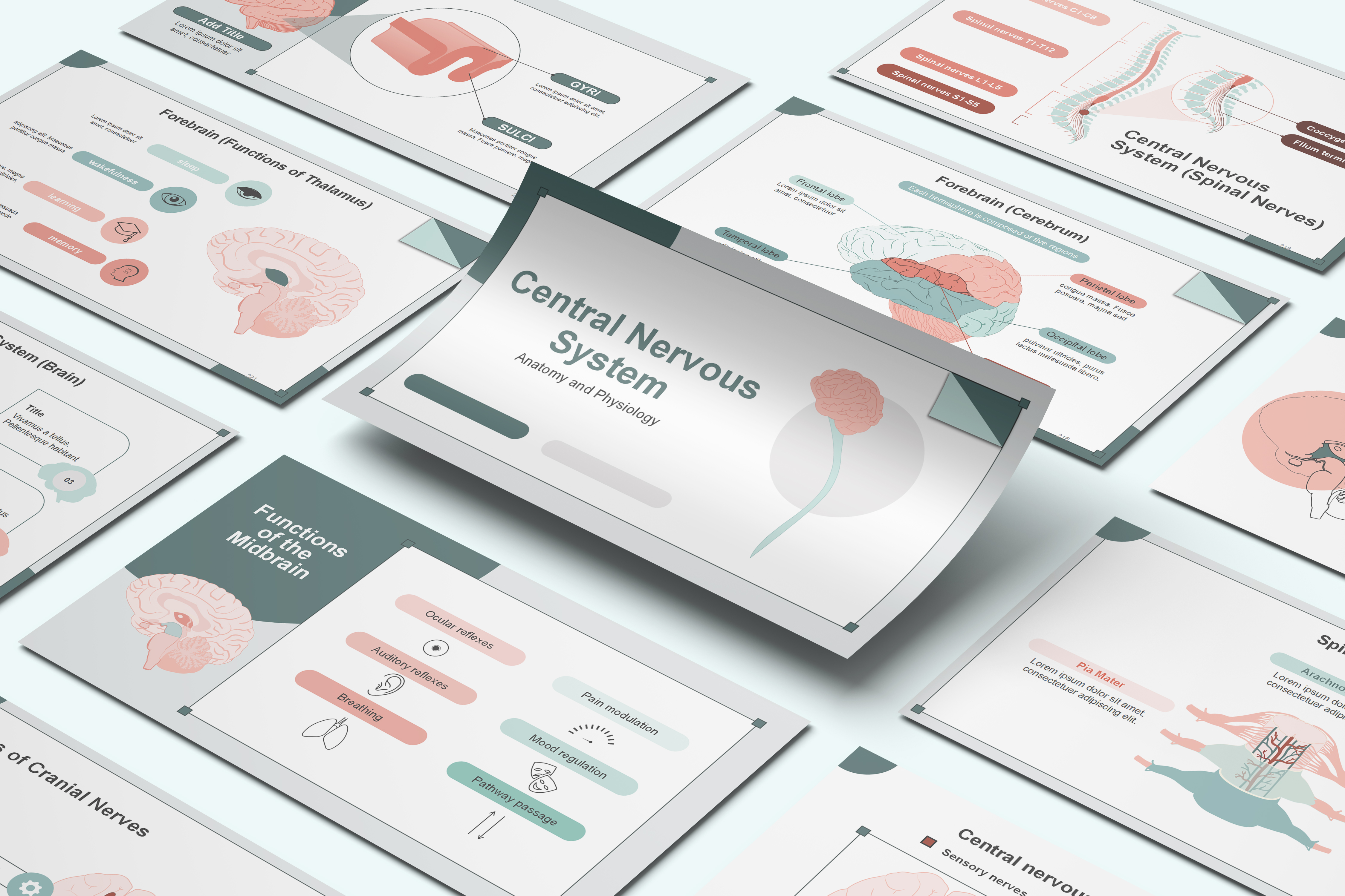 CNS anatomy and physiology PowerPoint Template