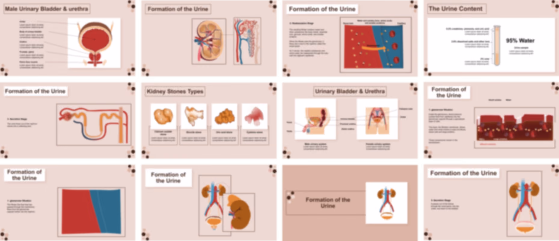 Urinary System Anatomy & Physiology presentation Template preview