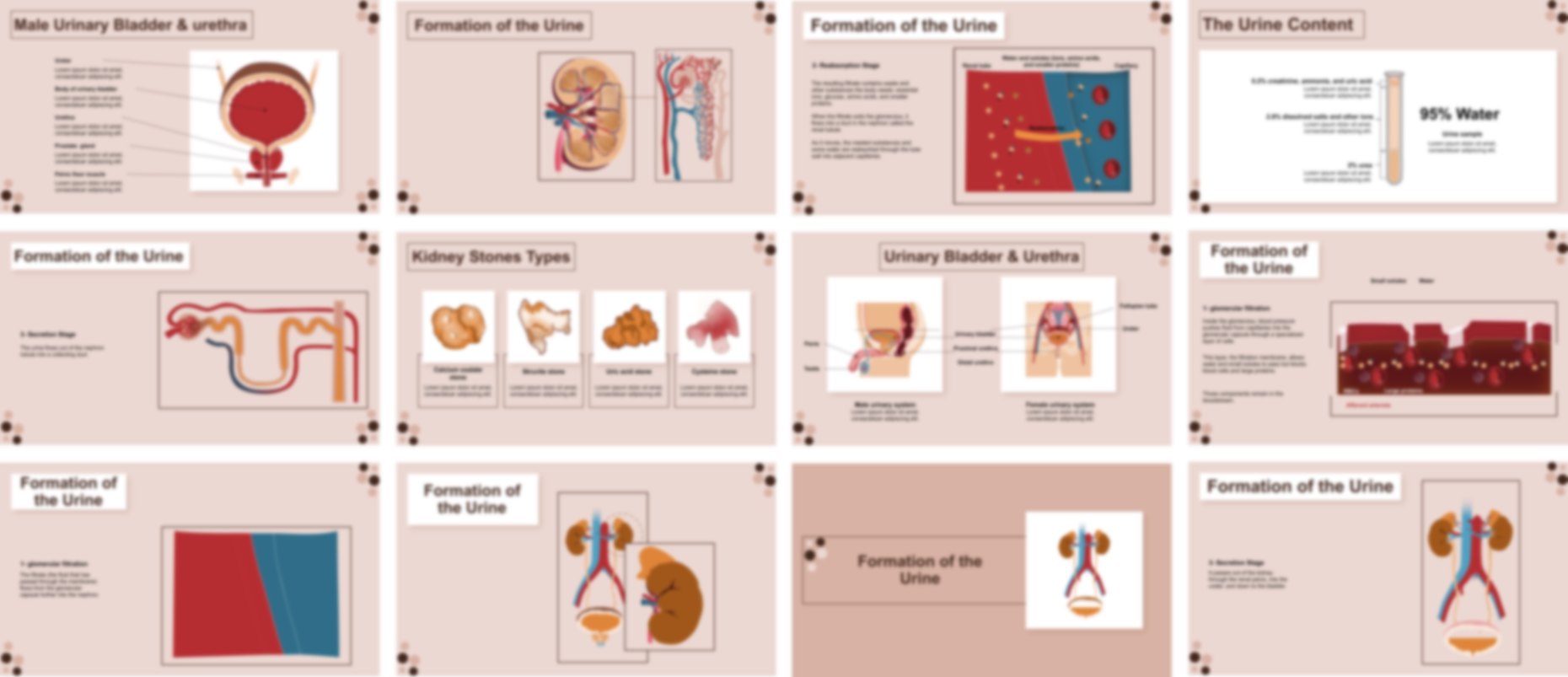 Urinary System Anatomy & Physiology presentation Template preview