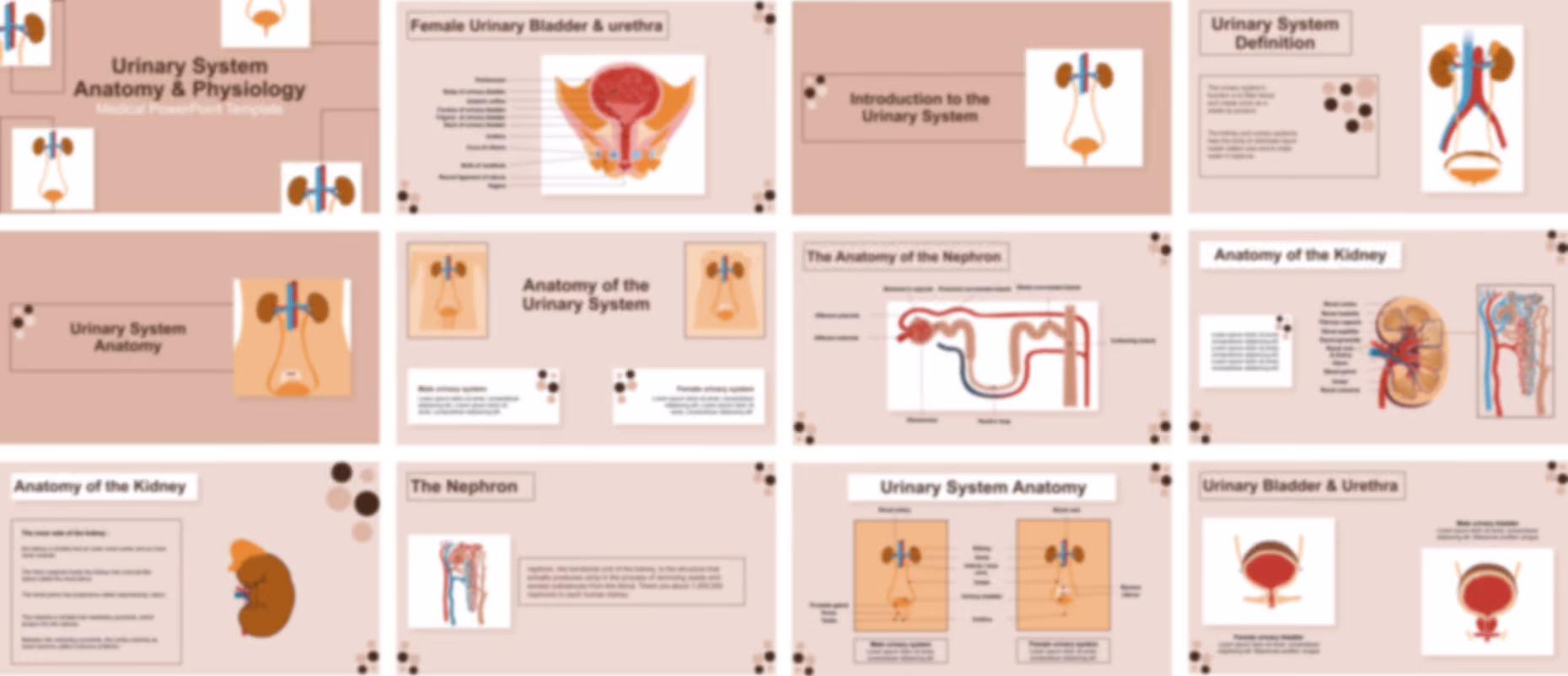 Urinary System Anatomy & Physiology PowerPoint Template slide preview