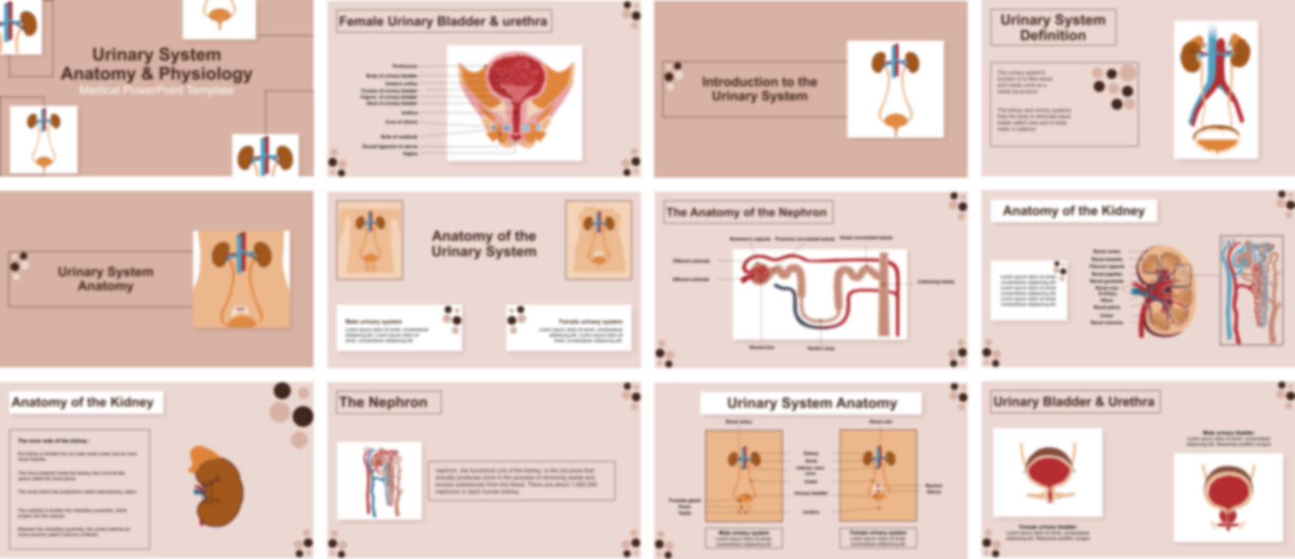 Urinary System Anatomy & Physiology PowerPoint Template slide preview