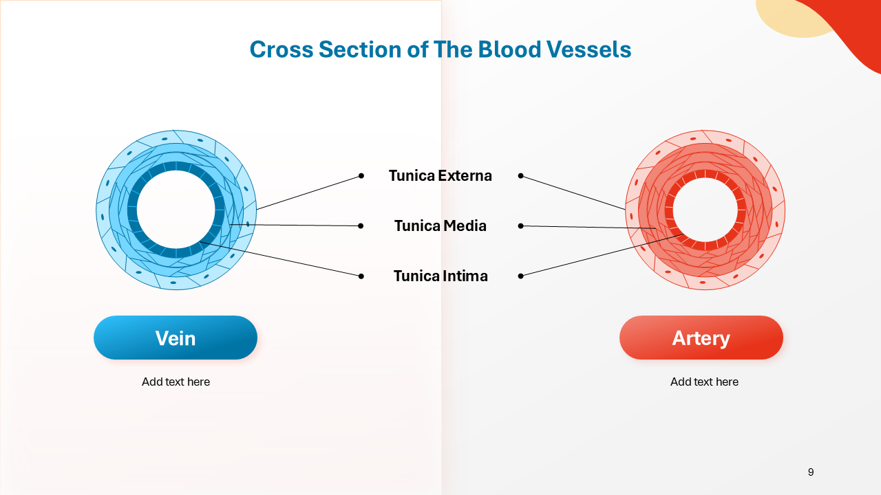 Anatomy model PowerPoint templates