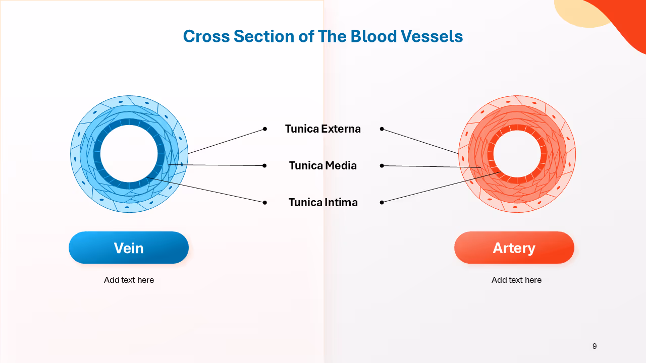 Anatomy model PowerPoint templates