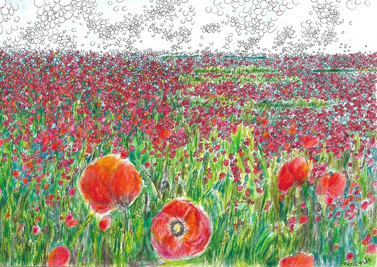 Mohnblumen 🔴