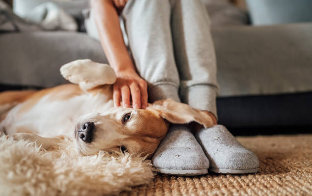 All About Renting With Pets