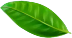 Leaf