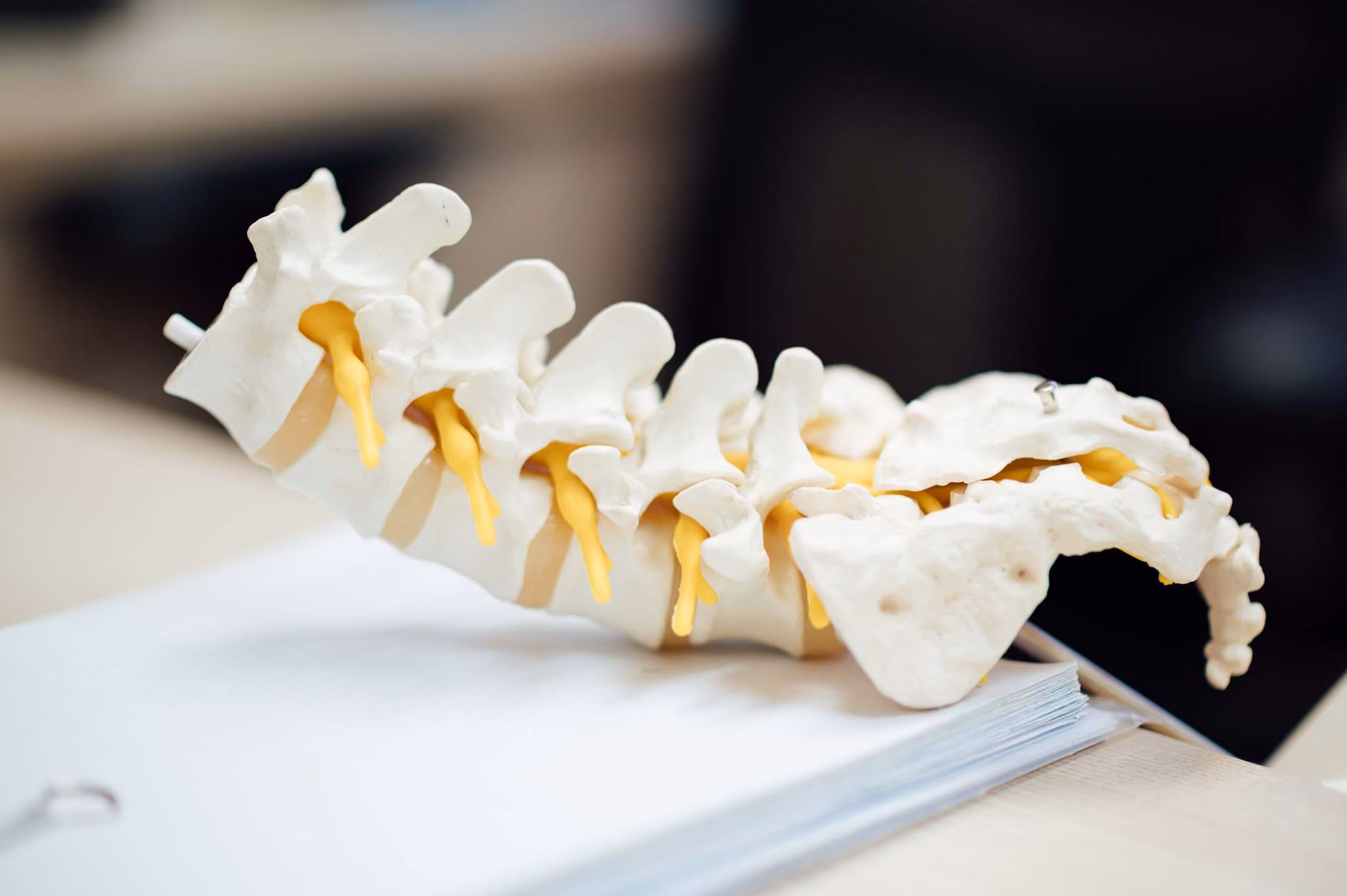 Spine Model