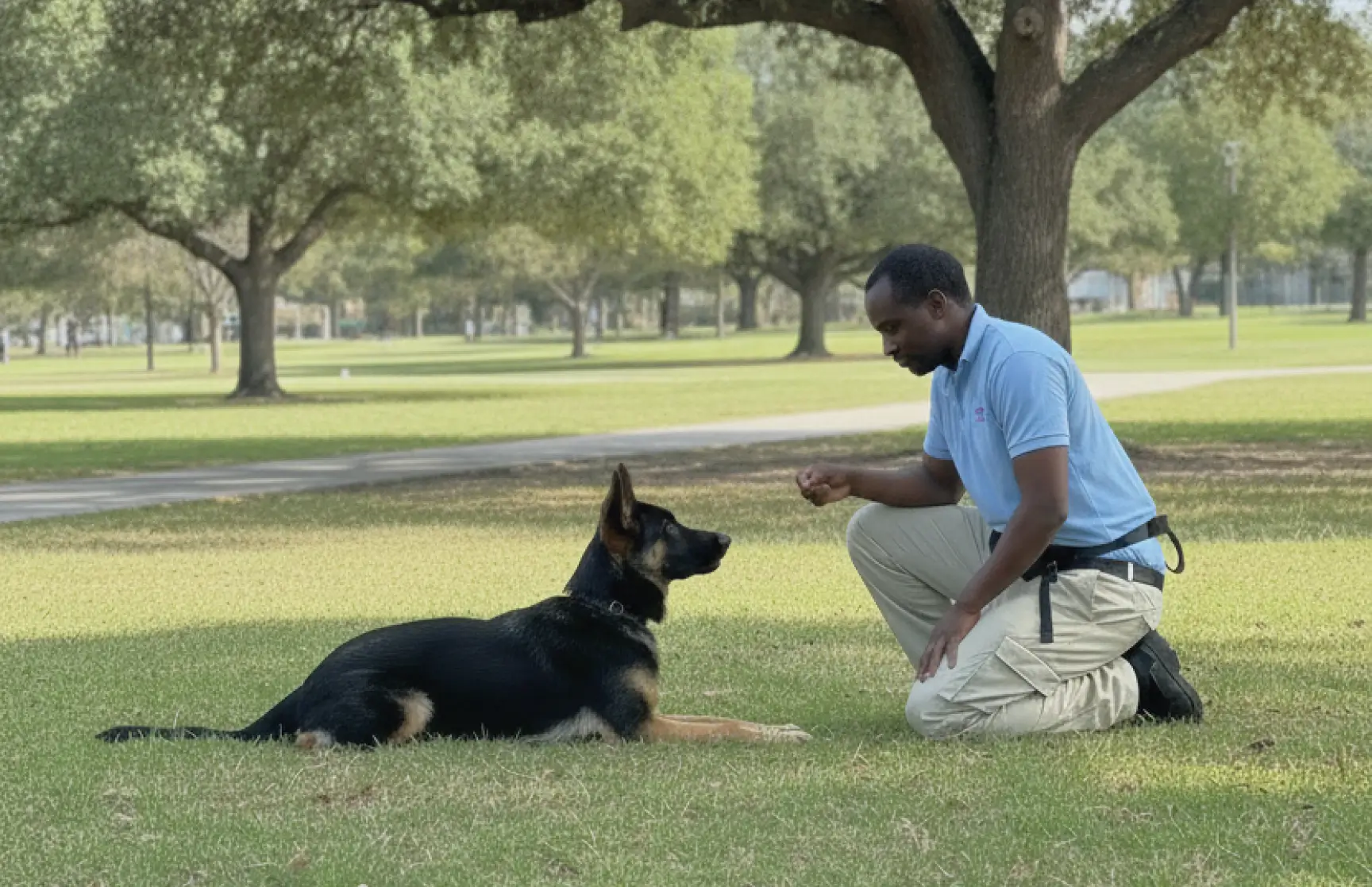 Man kneeling on grass training a German Shepherd dog lying in a park with trees.