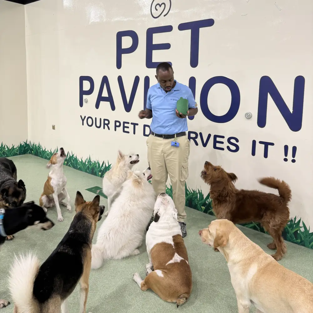 Man training and holding a green toy while surrounded by nine attentive dogs inside a pet training center.