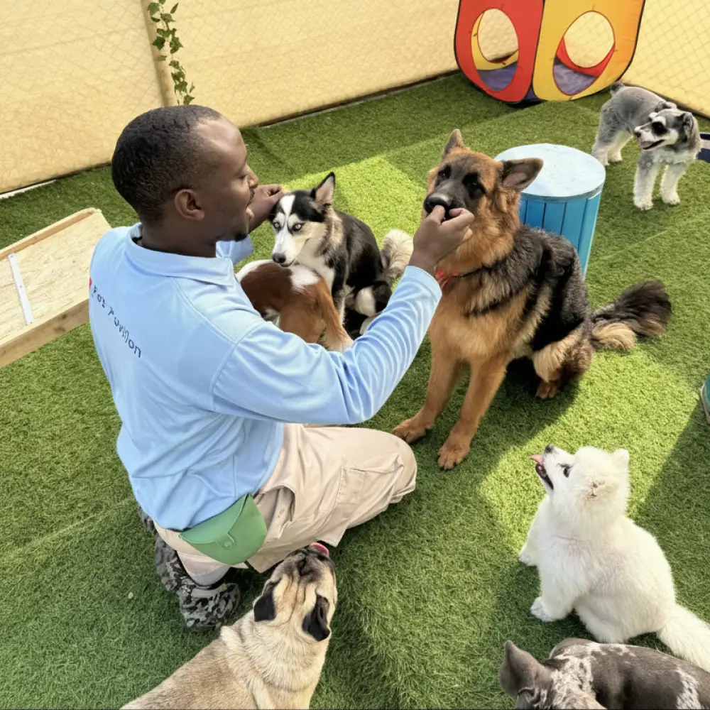 Man kneeling on grass training a German shepherd surrounded by various dog breeds in an outdoor play area.