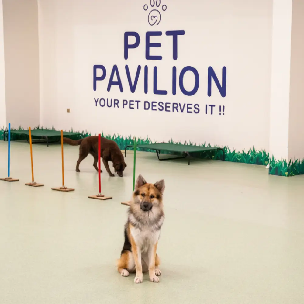 Two dogs in a training area with colorful poles and elevated platforms, under a sign saying PET PAVILION YOUR PET DESERVES IT.