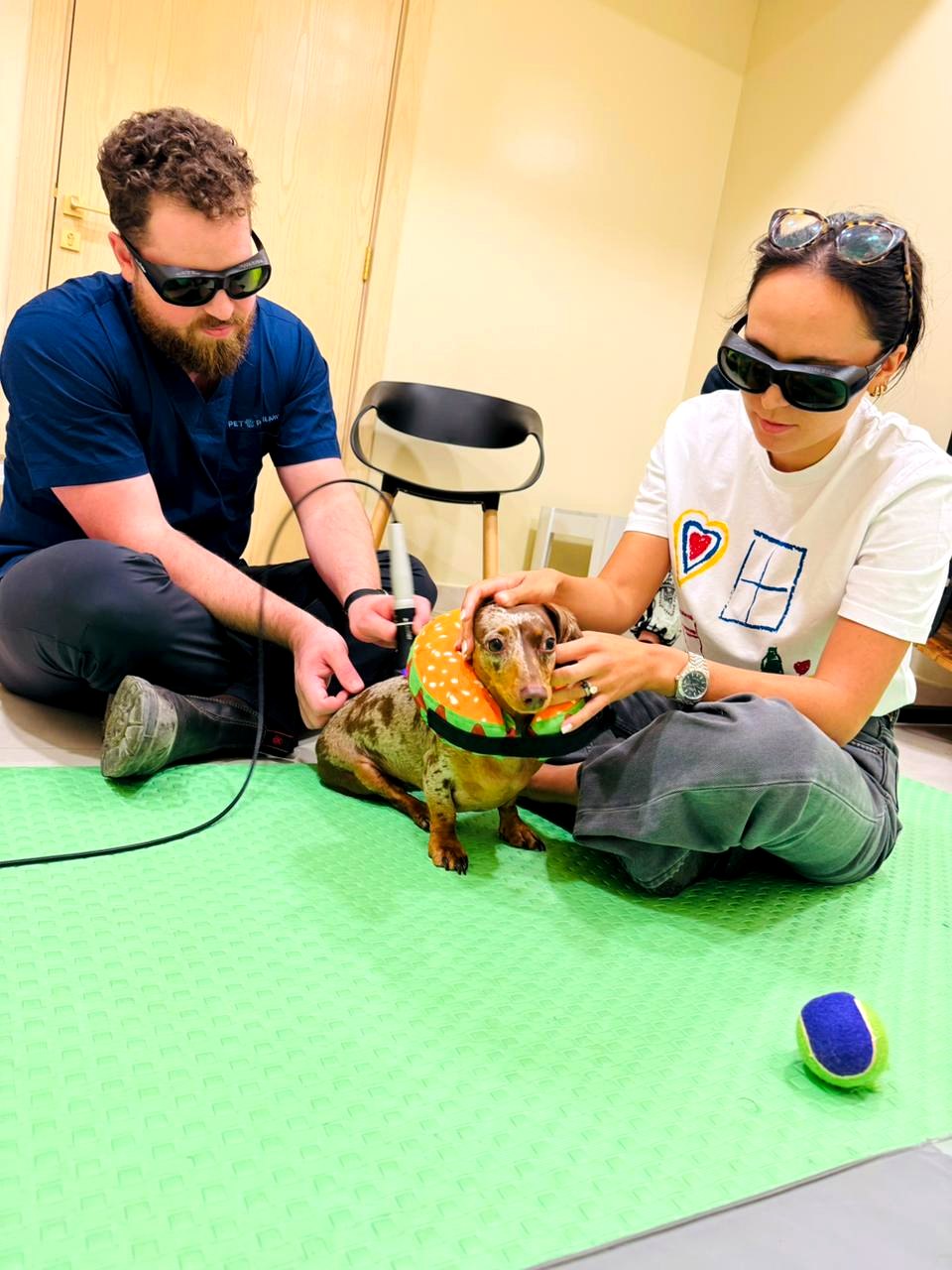 Laser therapy session for a dog at Pet Pavilion